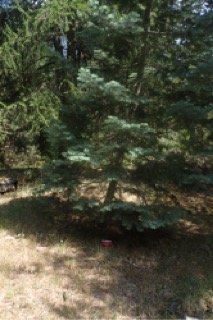 Abies concolor