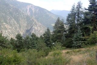 Abies concolor