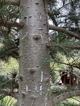 Abies concolor