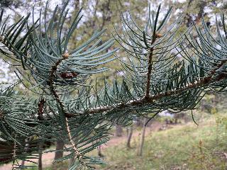 Abies concolor