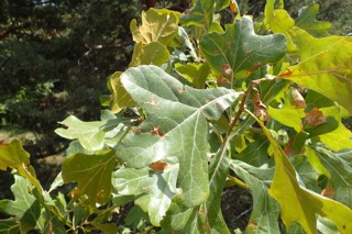 Quercus marilandica