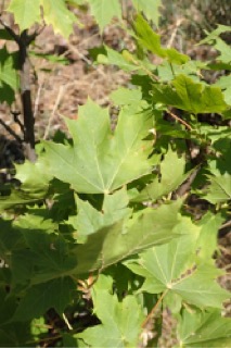 Acer miyabei