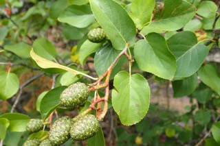 Alnus cordata