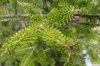 Abies koreana