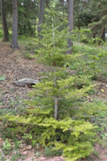 Abies koreana