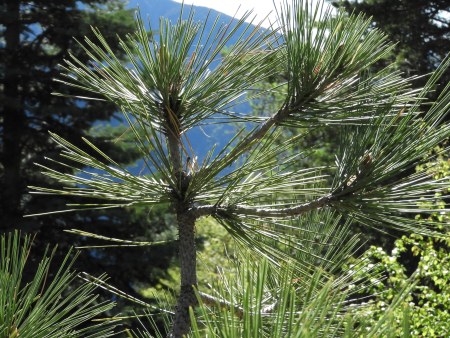 Pinus thunbergii