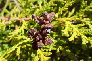 Platycladus orientalis