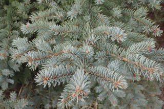 Abies pinsapo
