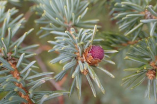 Abies pinsapo