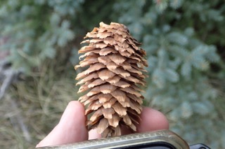 Abies pinsapo