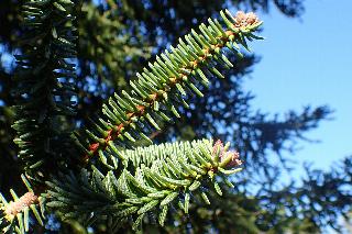 Abies pinsapo