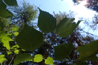 Acer davidii