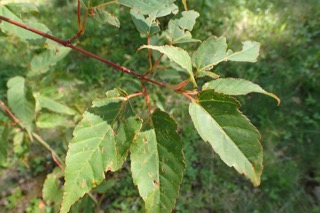 Acer davidii