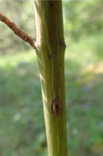 Acer davidii
