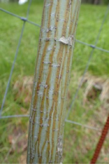 Acer davidii