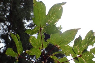 Acer × zoeschense