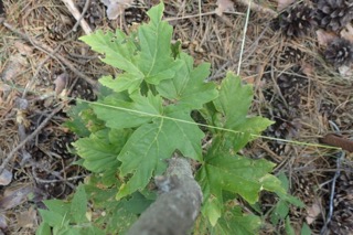 Acer diabolicum