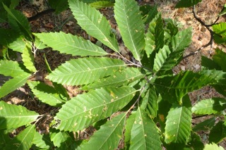 Castanea sativa