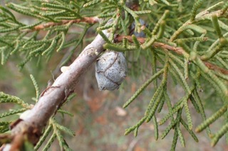 Cupressus atlantica