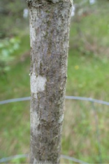 Acer longipes