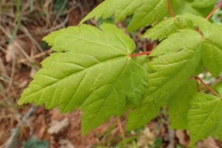 Acer caudatum