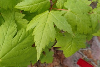 Acer caudatum