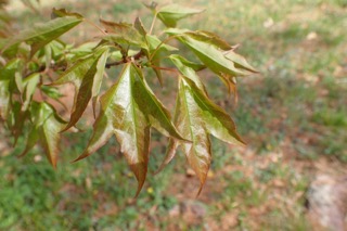 Acer buergerianum