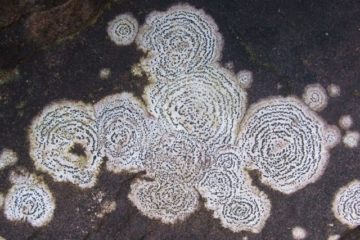A lichen - Rhizocarpon petraeum