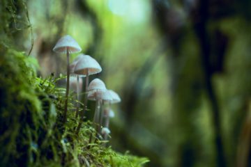 shallow focus photography of mushrooms