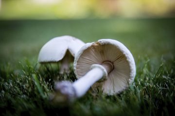 Natural mushroom on the grass
