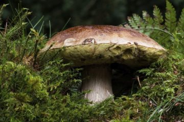 Poisonous mushroom with thin stem