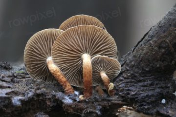 Free mushroom photo