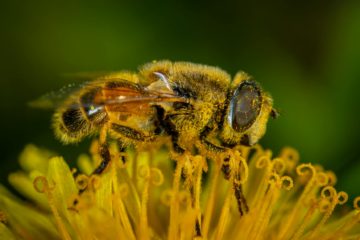 macro photography of honey bee on petaled flower