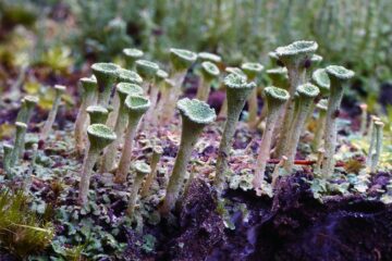 Cladonia asahinae. (pixie cup lichen) A