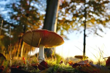 close up of mushroom growing on field
