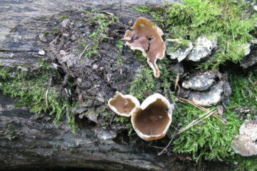 Cup fungus in the Hermitage of Braid