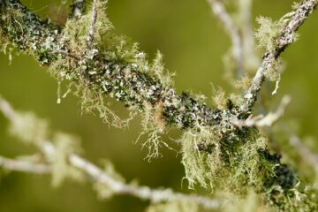 branch with lichen and moss