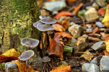 Copper Spike mushroom woods