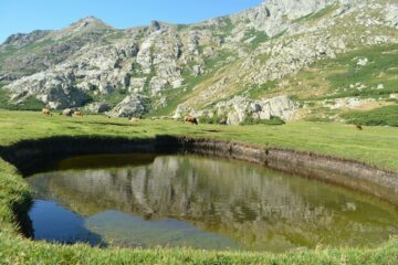 cows grazing beside pond in mountains