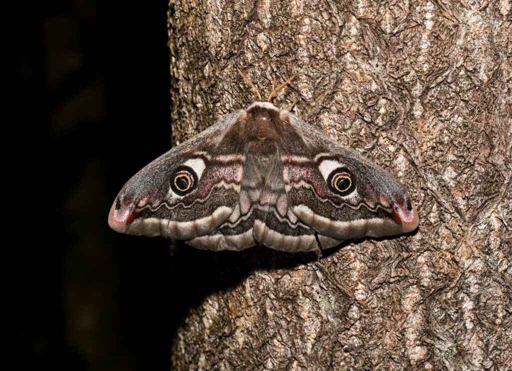 Paon de Nuit Austral (#Saturnia pavoniella)