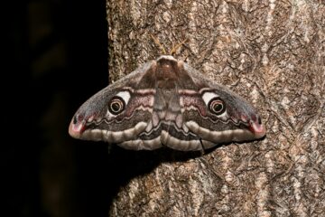 Paon de Nuit Austral (#Saturnia pavoniella)