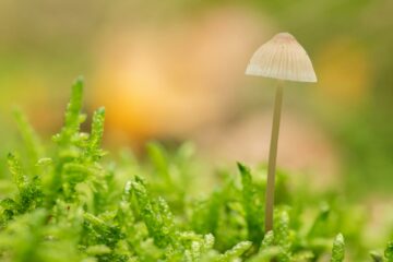 white mushroom