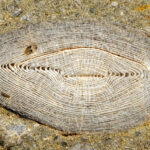 nummulite