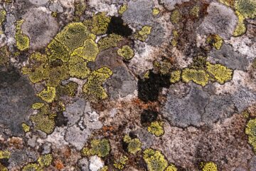 close up view of lichen on weathered rock