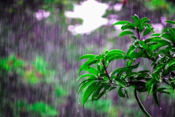 selective focus photo of obalte green leafed plants during rain
